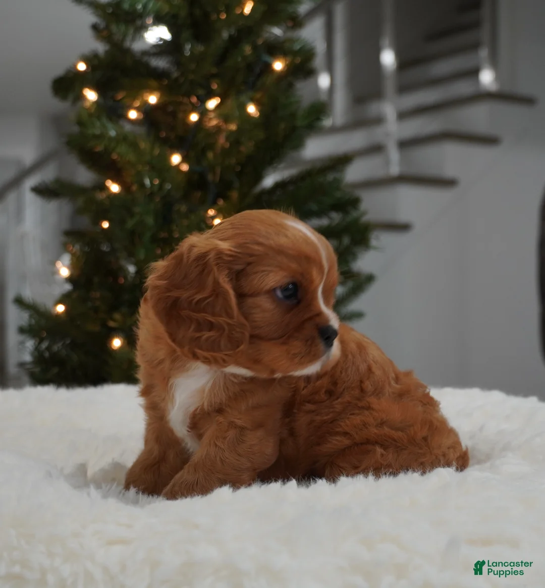 Cavalier King Charles Spaniel dogs for sale: Ollie - Ad 10