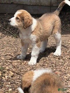 Mixed Breed dogs Toffee - Ad 1