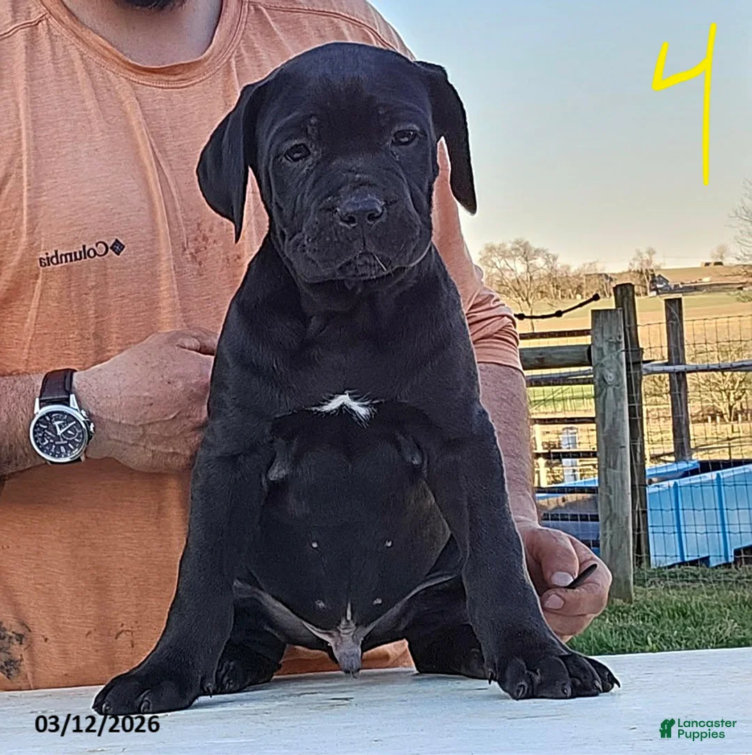 Cane Corso dogs for sale: Alex - Ad 1