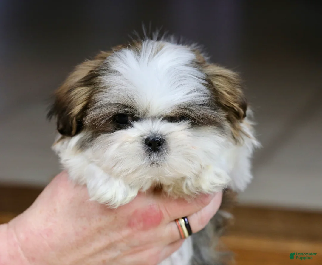 Shih Tzu dogs for sale: Wylee - Ad 6
