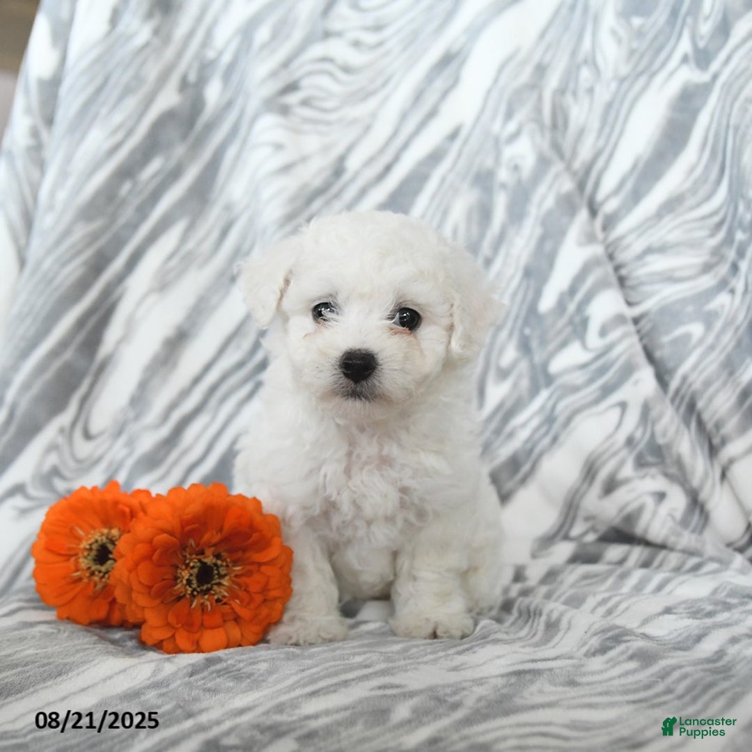 Bichon Frise Least Stinky Dog Breeds Non Shedding Bichon Frise