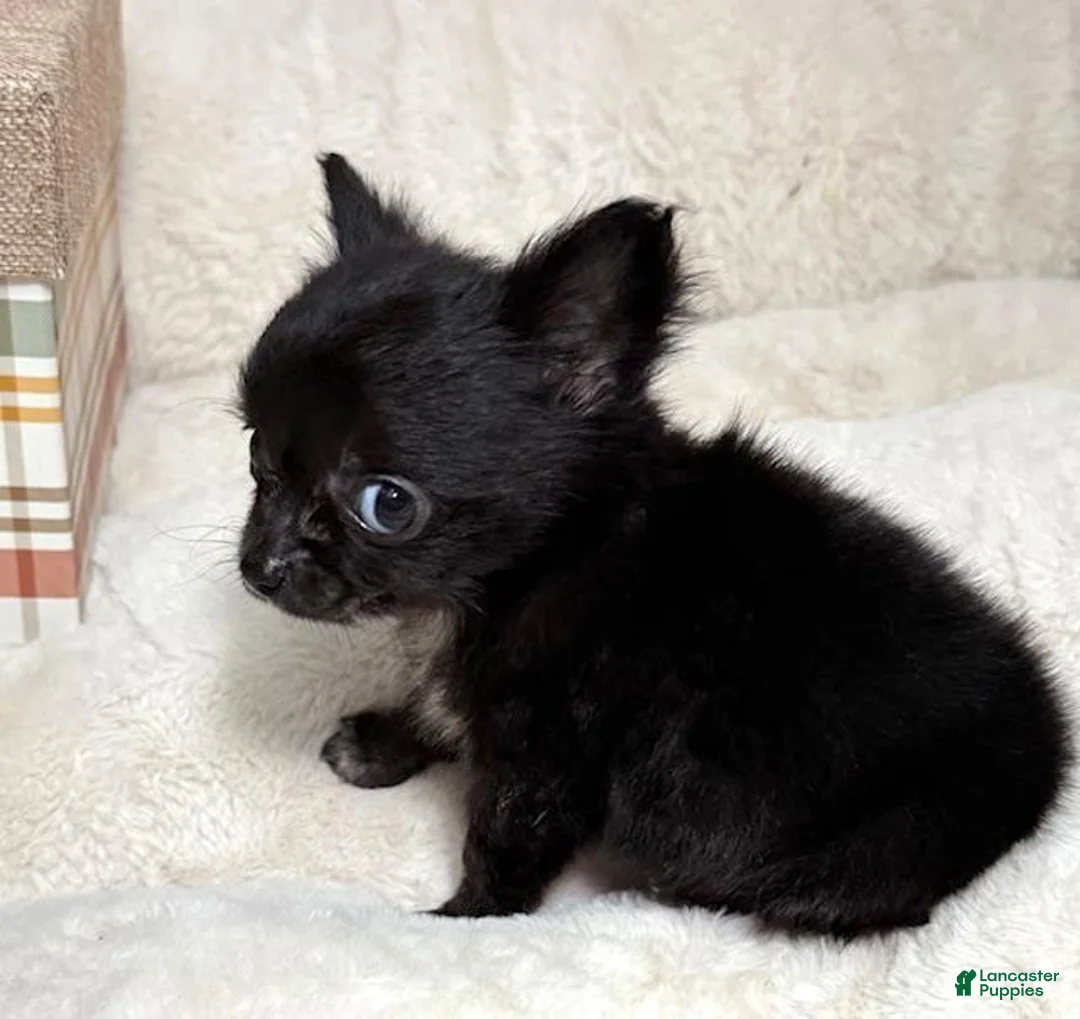 Chihuahua dogs for sale: Chihuahua Puppy 1 - Ad 2