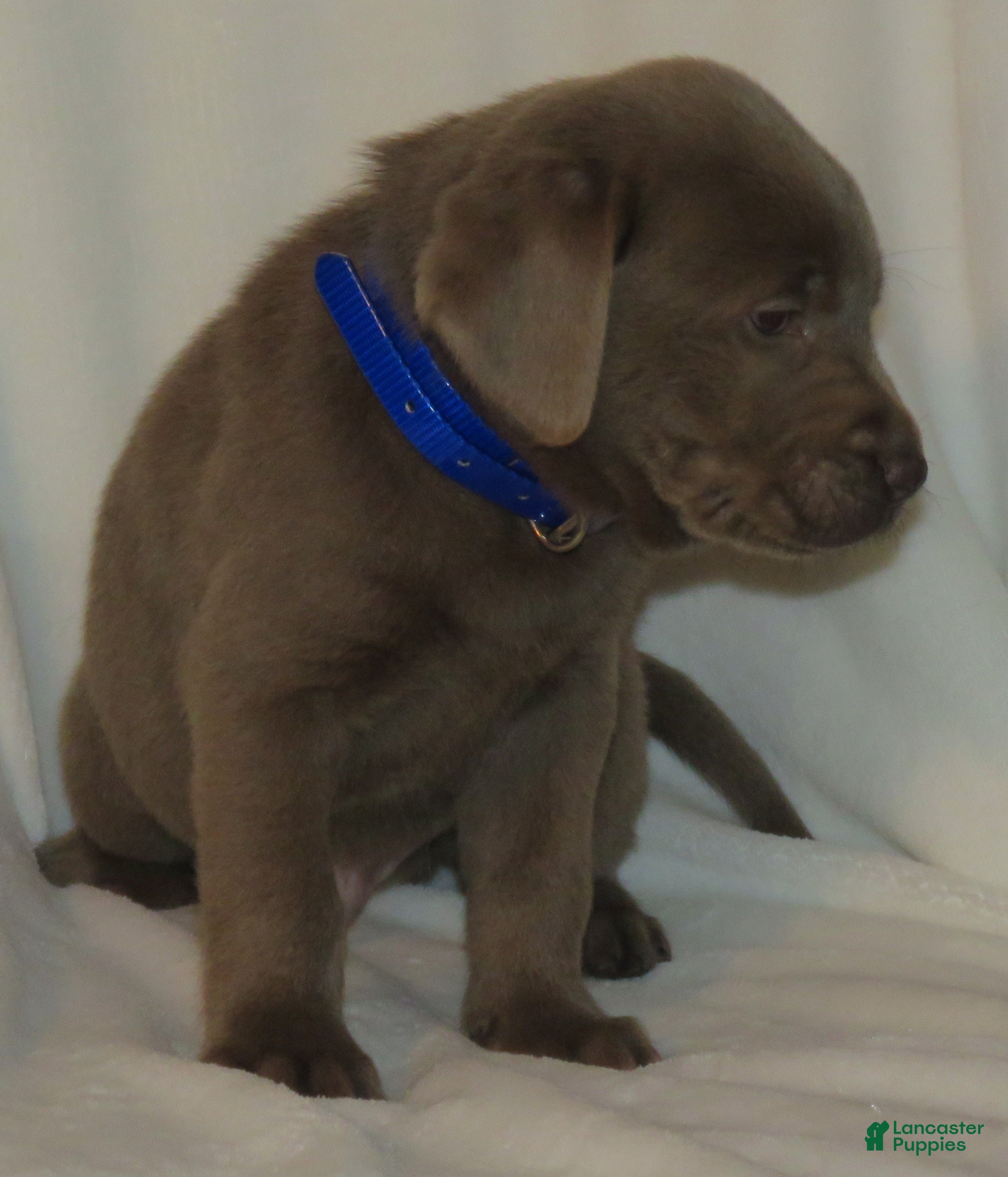 Labrador Retriever dogs Max - Ad 12