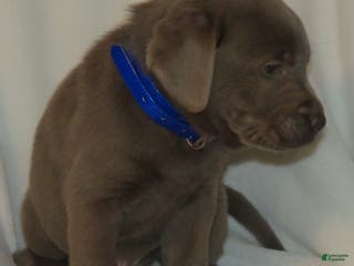 Labrador Retriever dogs Max - Ad 12