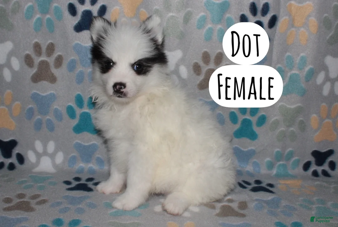 Pomsky dogs for sale: Dot - Ad 2