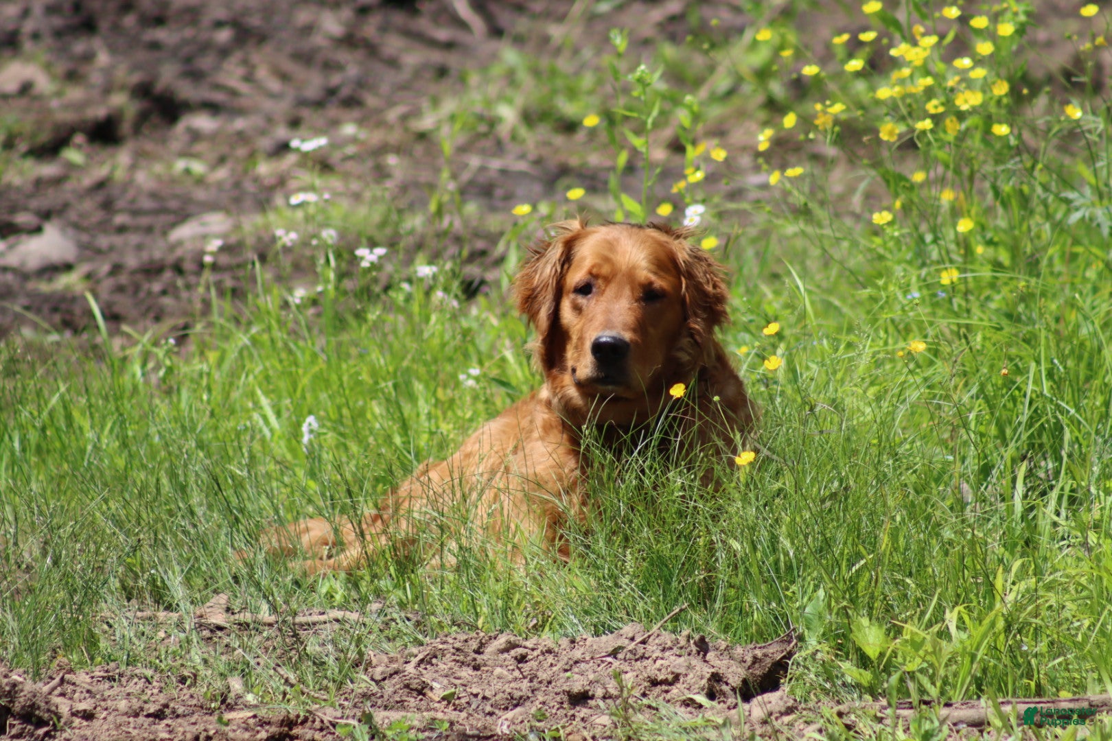 Golden Retriever dogs Tracy - Ad 32