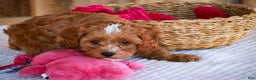 Cavapoo dogs for sale: Kit - Ad 6