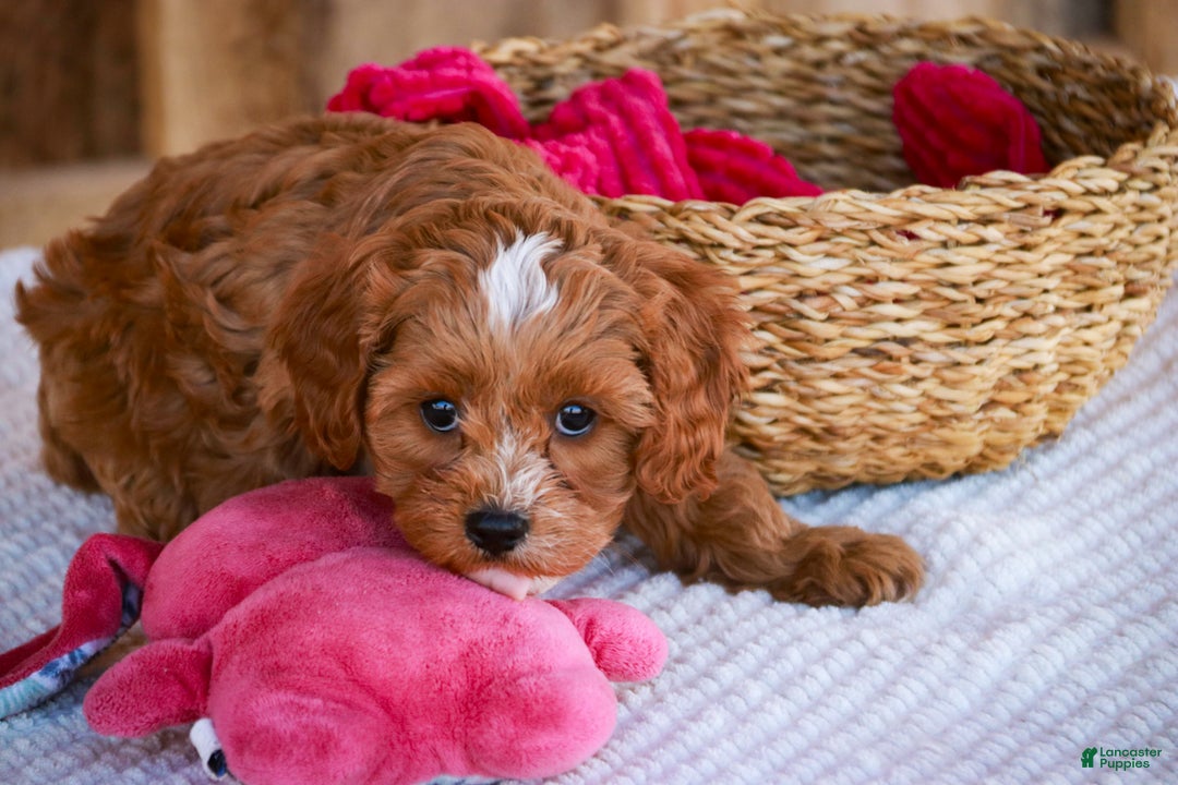 Cavapoo dogs for sale: Kit - Ad 6