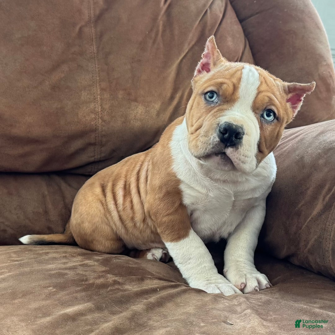 American Bully dogs for sale: Diesel - Ad 3