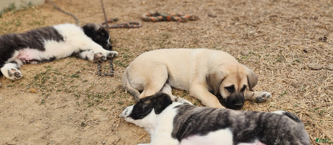 Anatolian Shepherd dogs for sale: AKC Blue M1 ASD puppy - Ad 5