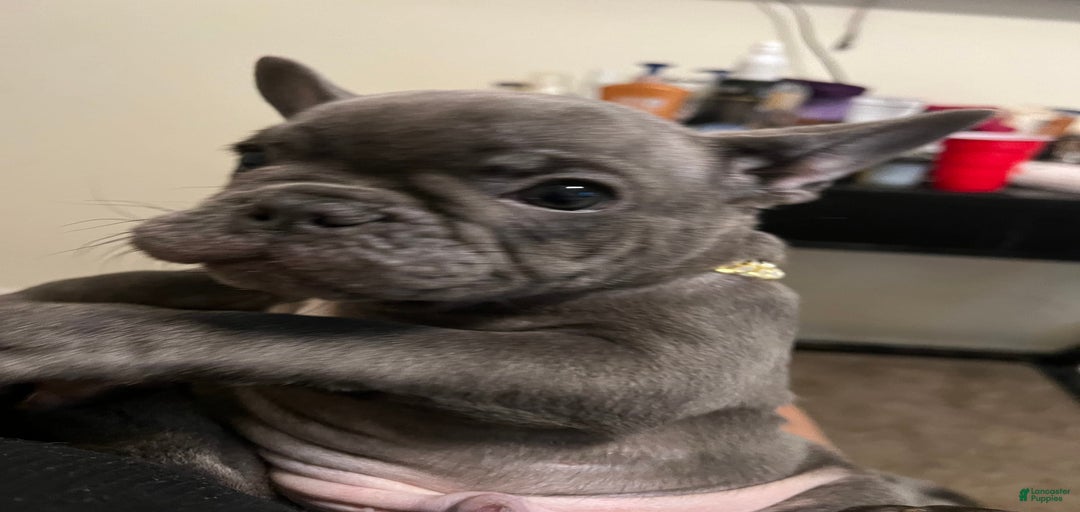 Gallery Image {{count}}