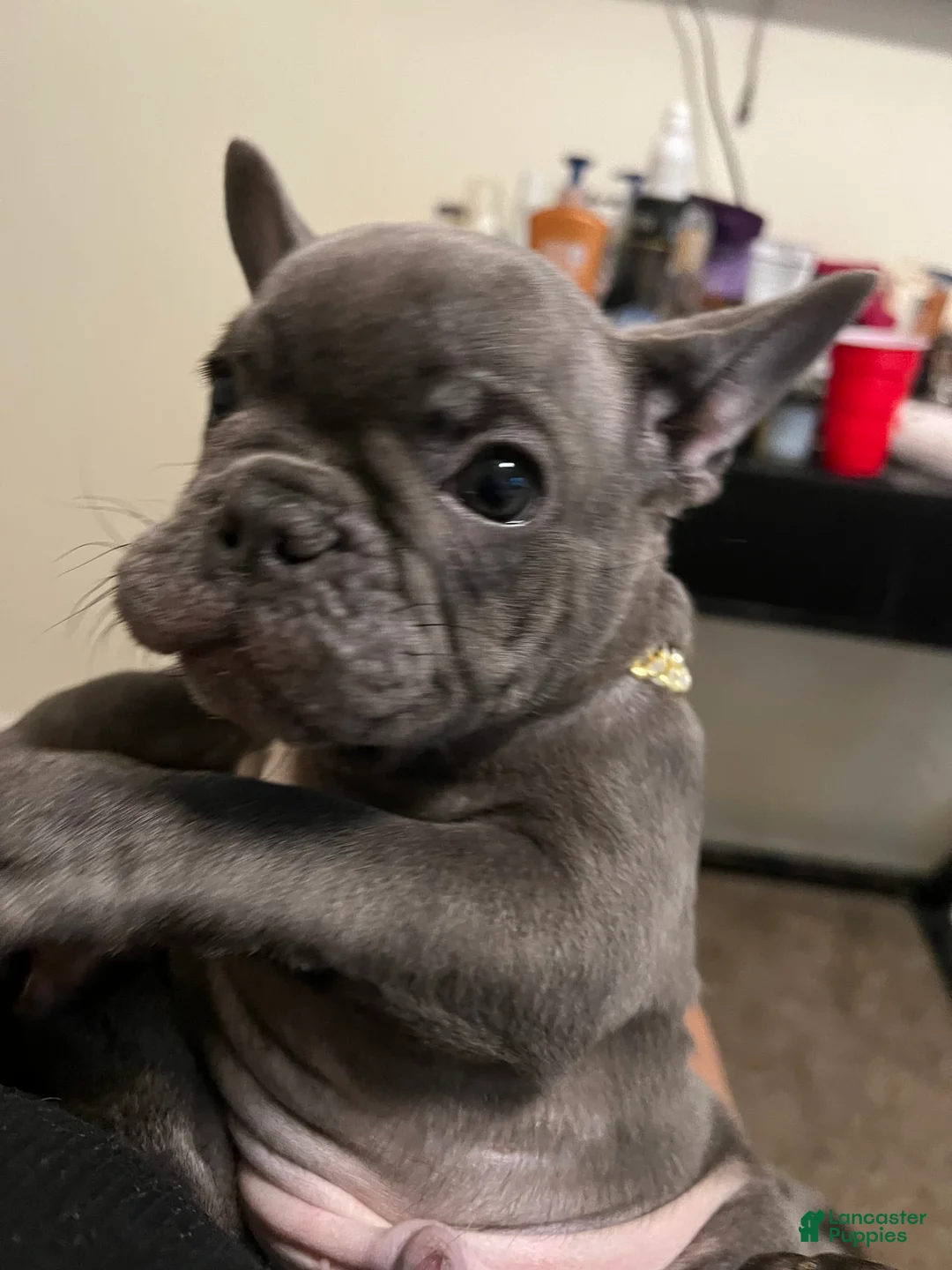 Gallery Image {{count}}