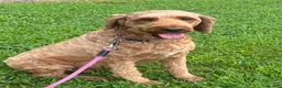Irish Doodle dogs for sale: Maggie - Ad 3
