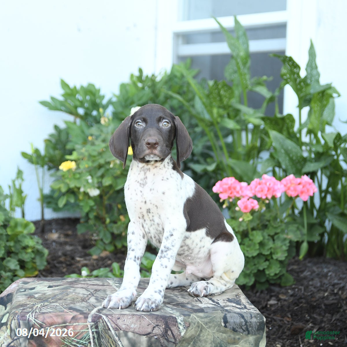 German Shorthaired Pointer dogs Duke - Ad 1