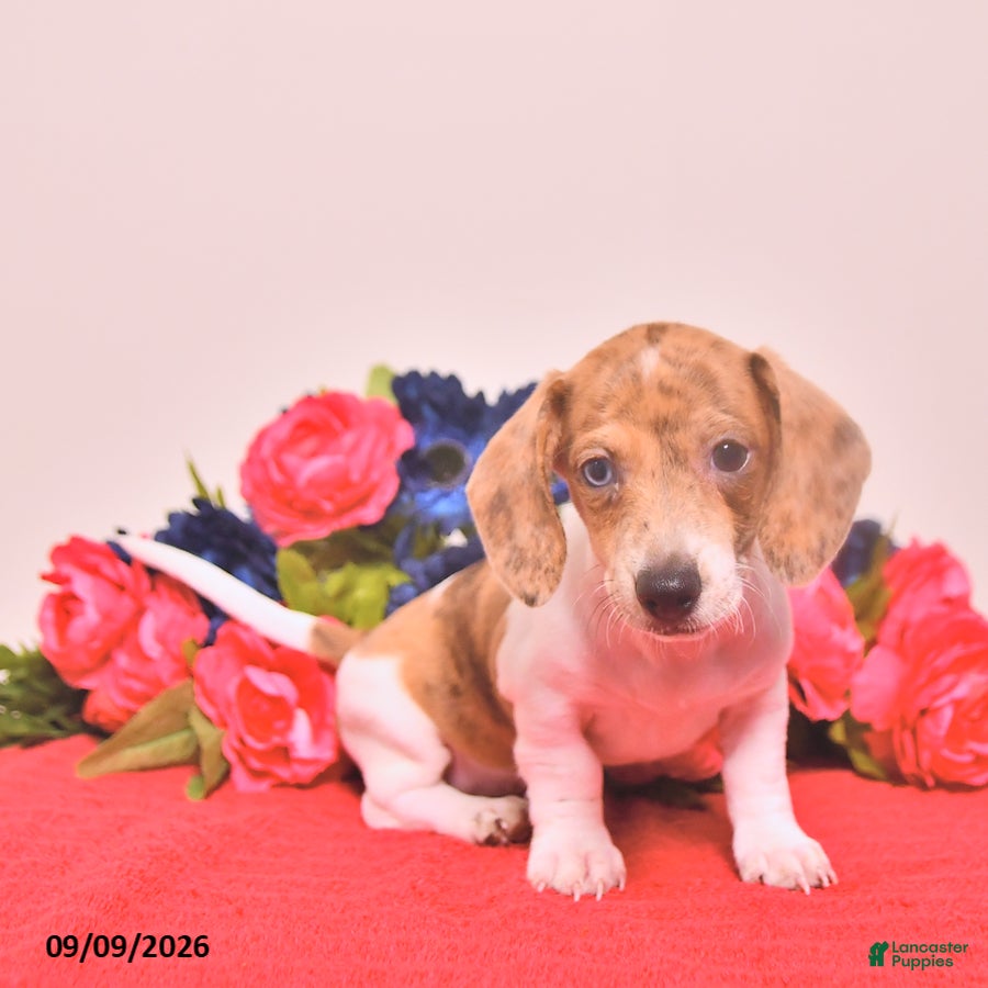 Miniature Dachshund dogs Walter - Ad 1