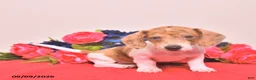 Miniature Dachshund dogs for sale: Walter - Ad 1