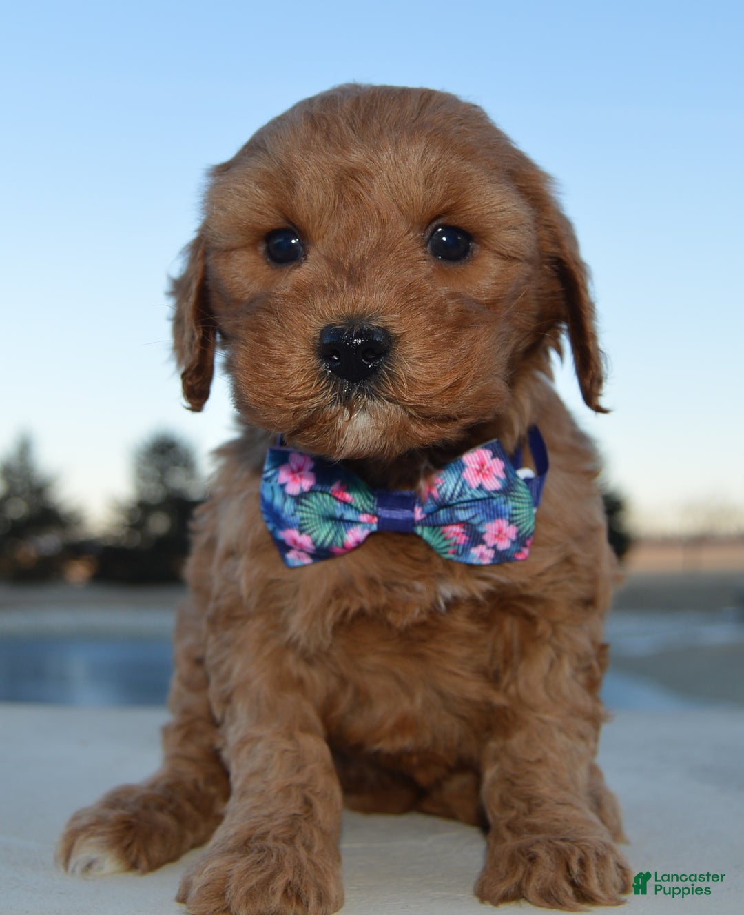 Cockapoo dogs for sale: Cora - Ad 6