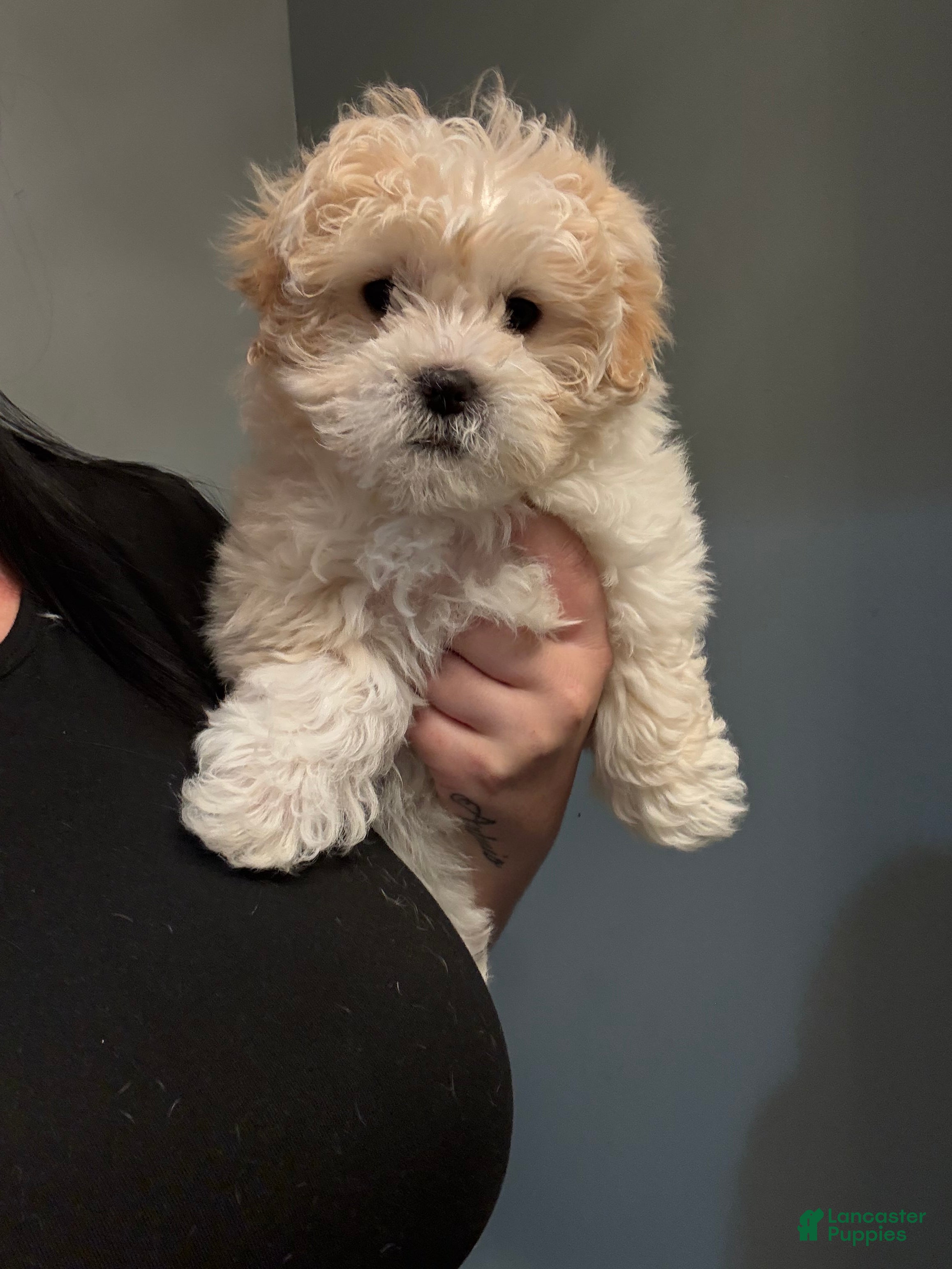 Maltese Poodle F2 Maltese Puppies For Sale In Allentown