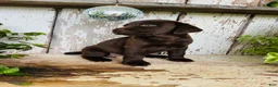 Labrador Retriever dogs for sale: Farah  - Ad 4