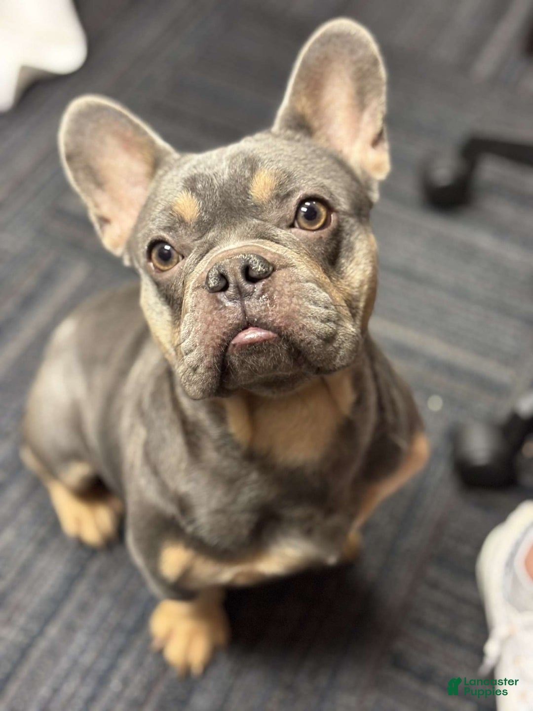 French Bulldog dogs for sale: Atlas - Ad 2