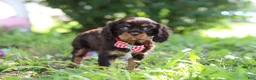 Cavalier King Charles Spaniel dogs for sale: Chico - Ad 5
