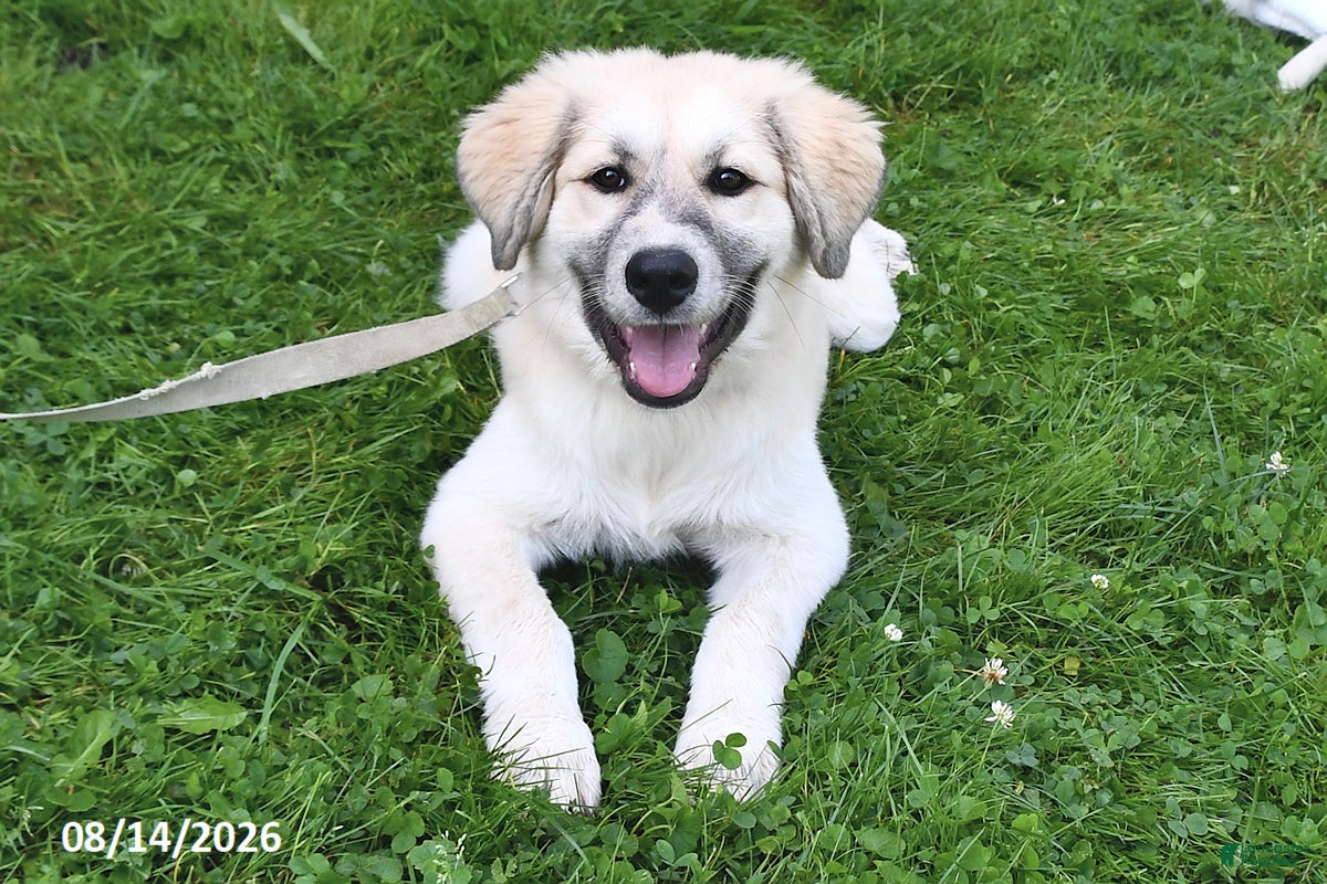 Mixed Breed dogs Bowan - Ad 1