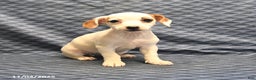 Jack Russell Terrier dogs for sale: Alta - Ad 4