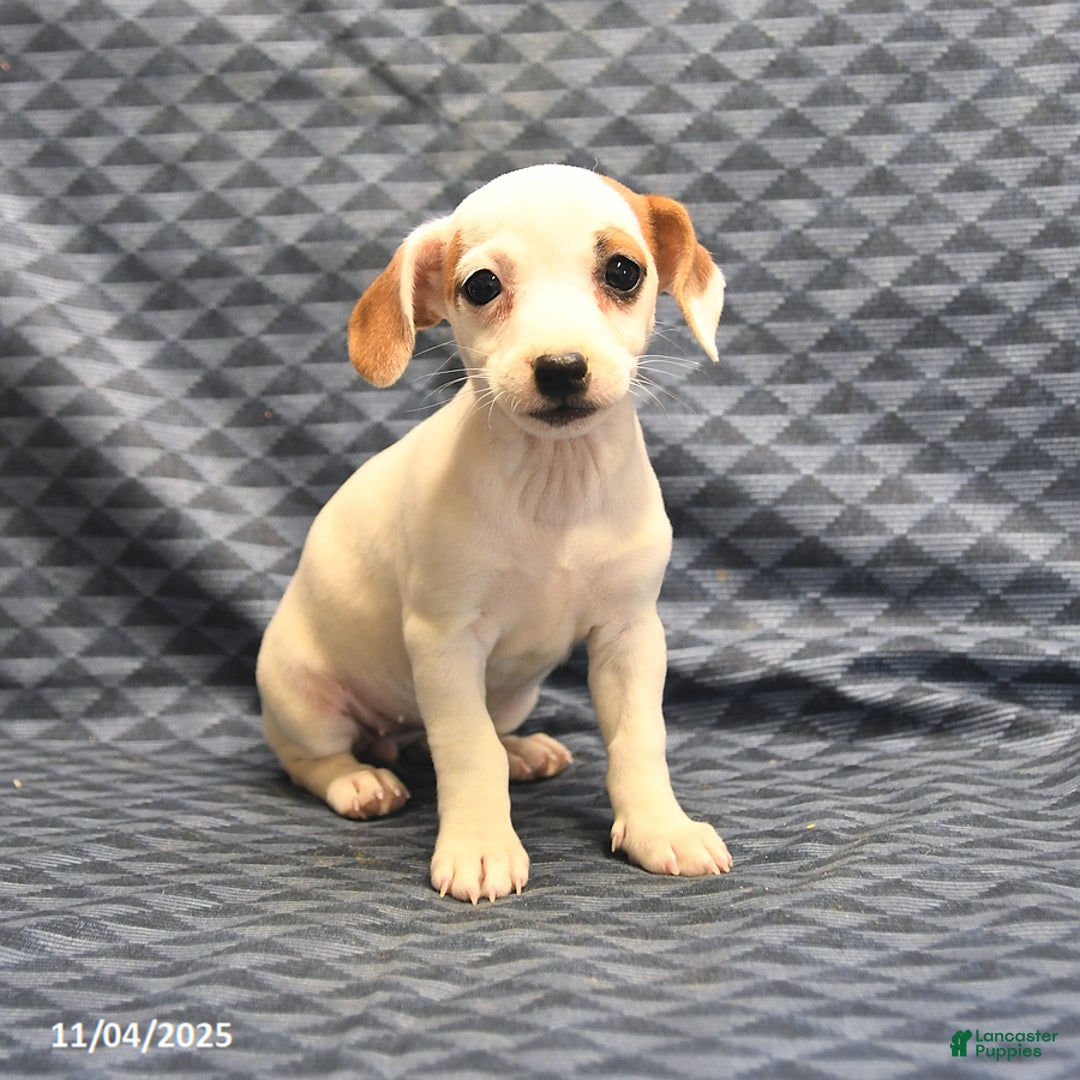 Jack Russell Terrier dogs for sale: Alta - Ad 4