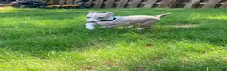 Italian Greyhound dogs for sale: Mr Black - Ad 4