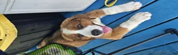 Mixed Breed dogs for sale: Marley - Ad 22