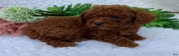 Toy Poodle dogs for sale: Oliver - Ad 3
