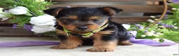Yorkshire Terrier dogs for sale: Abby - Ad 8
