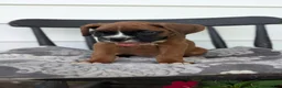 Boxer dogs for sale: Kai - Ad 3