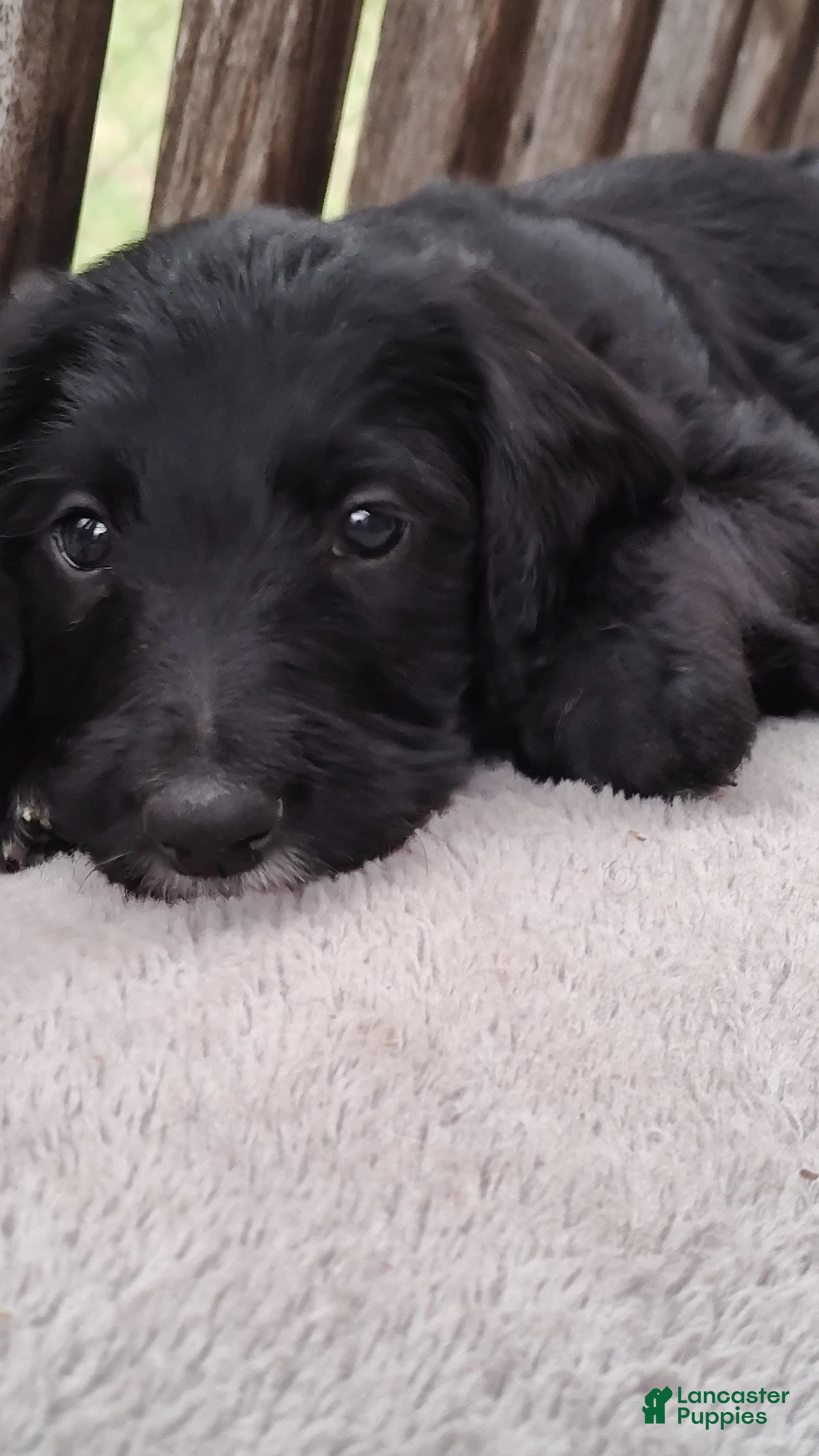 Labradoodle dogs Labradoodle Puppy 7 - Ad 15