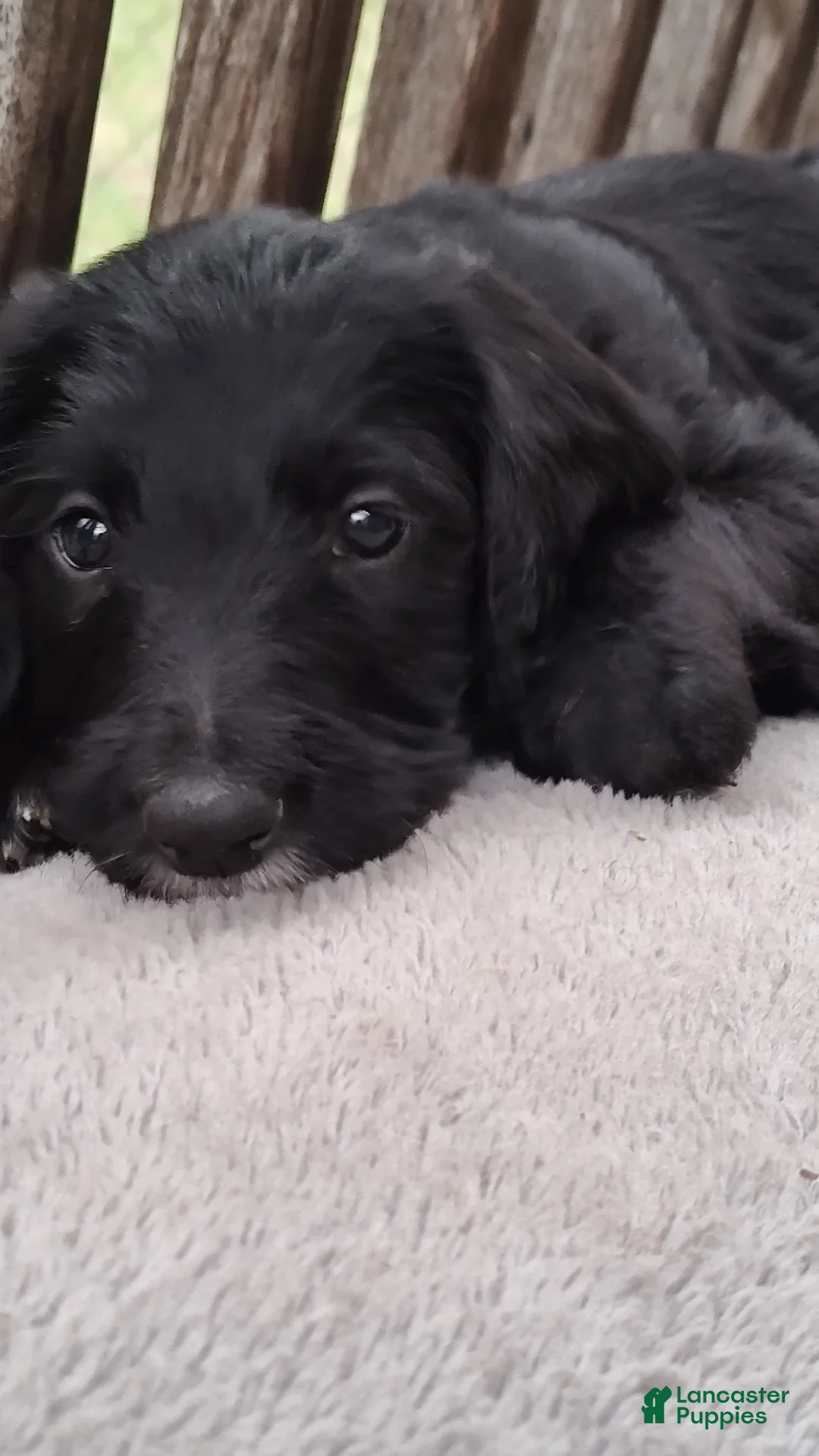 Labradoodle dogs for sale: Labradoodle Puppy 7 - Ad 1