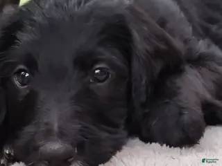 Labradoodle dogs Labradoodle Puppy 7 - Ad 10