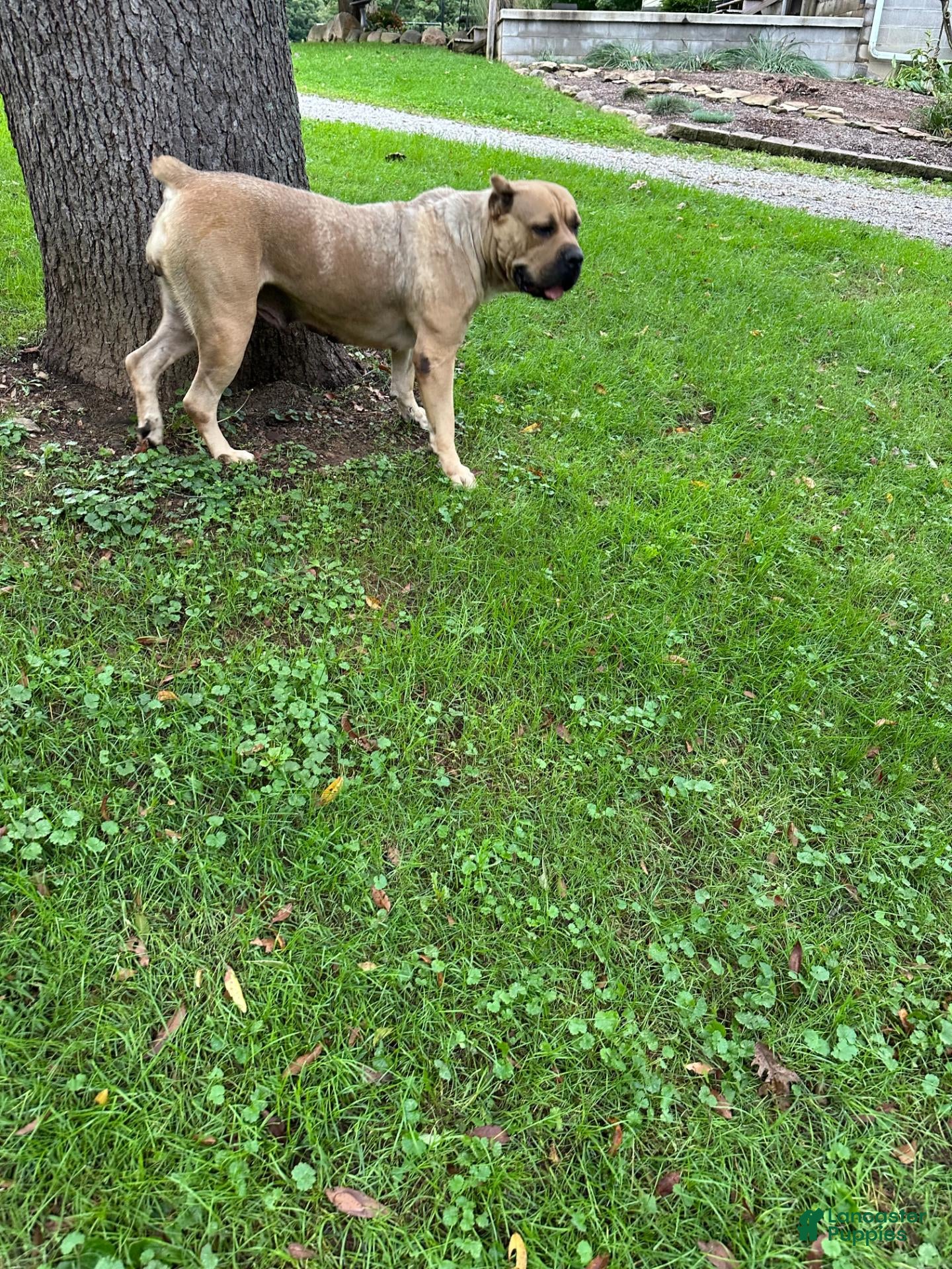 Cane Corso dogs Bow Wow 676 - Ad 2