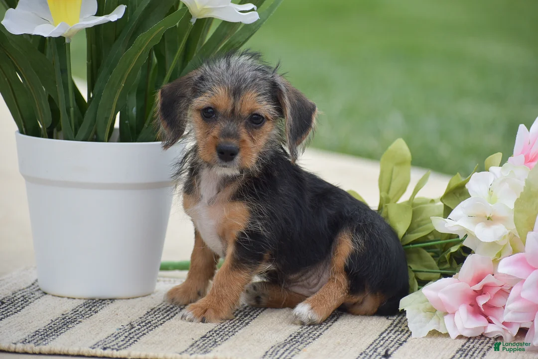 Dorkie dogs for sale: Lavender - Ad 1