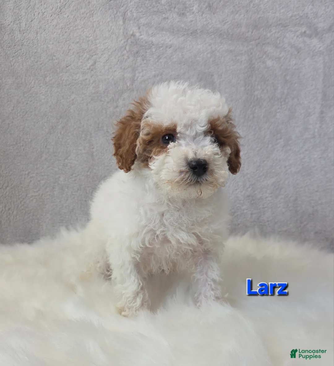 Miniature Poodle dogs for sale: Larz - Ad 6