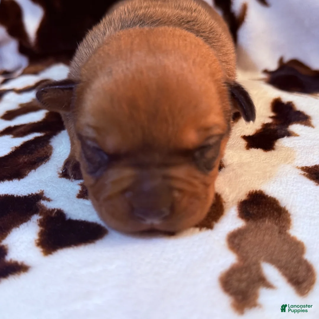 Mixed Breed dogs for sale: Natasha - Ad 1