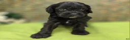 Cavapoo dogs for sale: Trigger - Ad 17