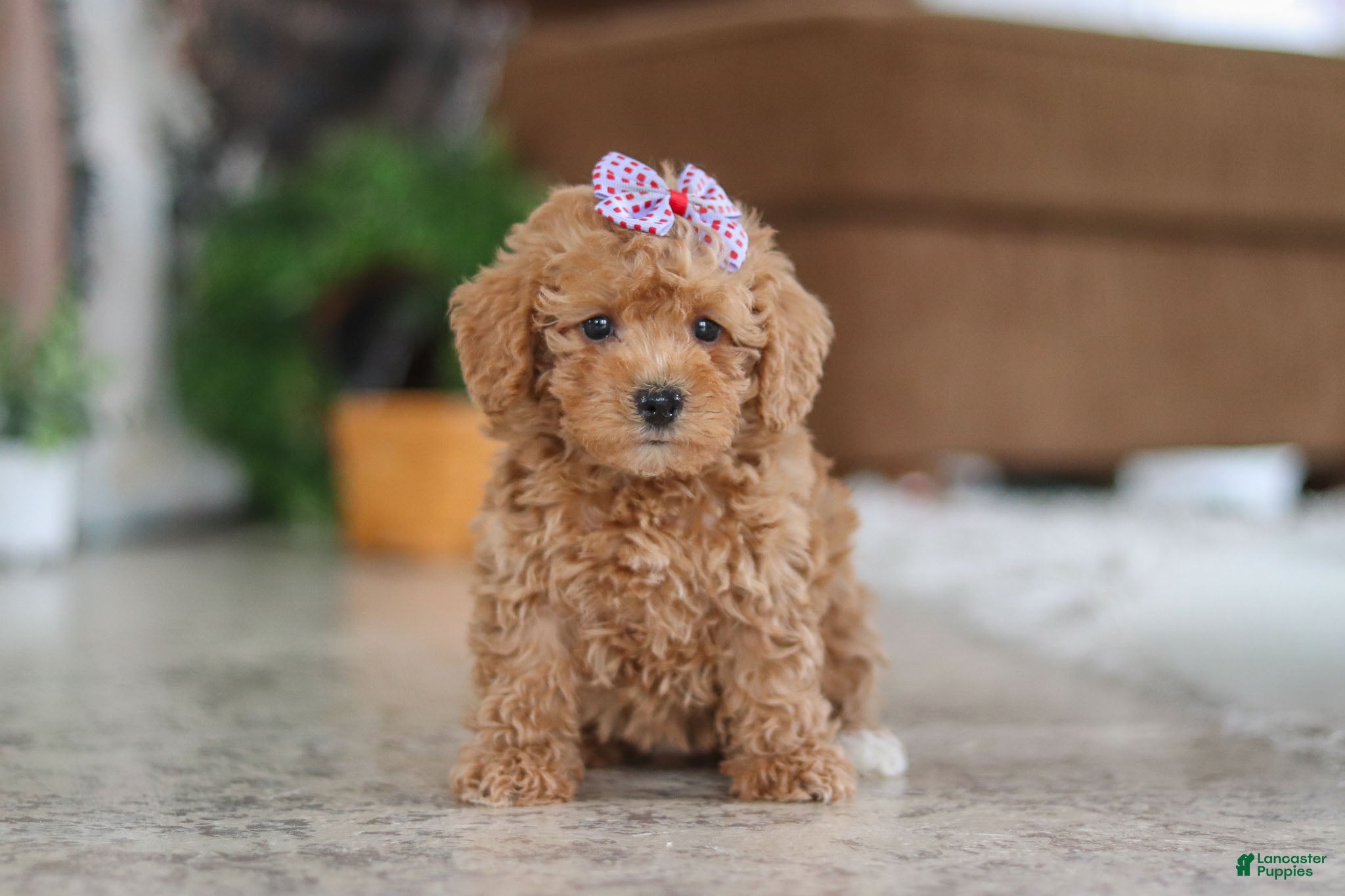 Schnoodle dogs Willow - Ad 2