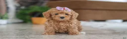Schnoodle dogs for sale: Willow - Ad 2