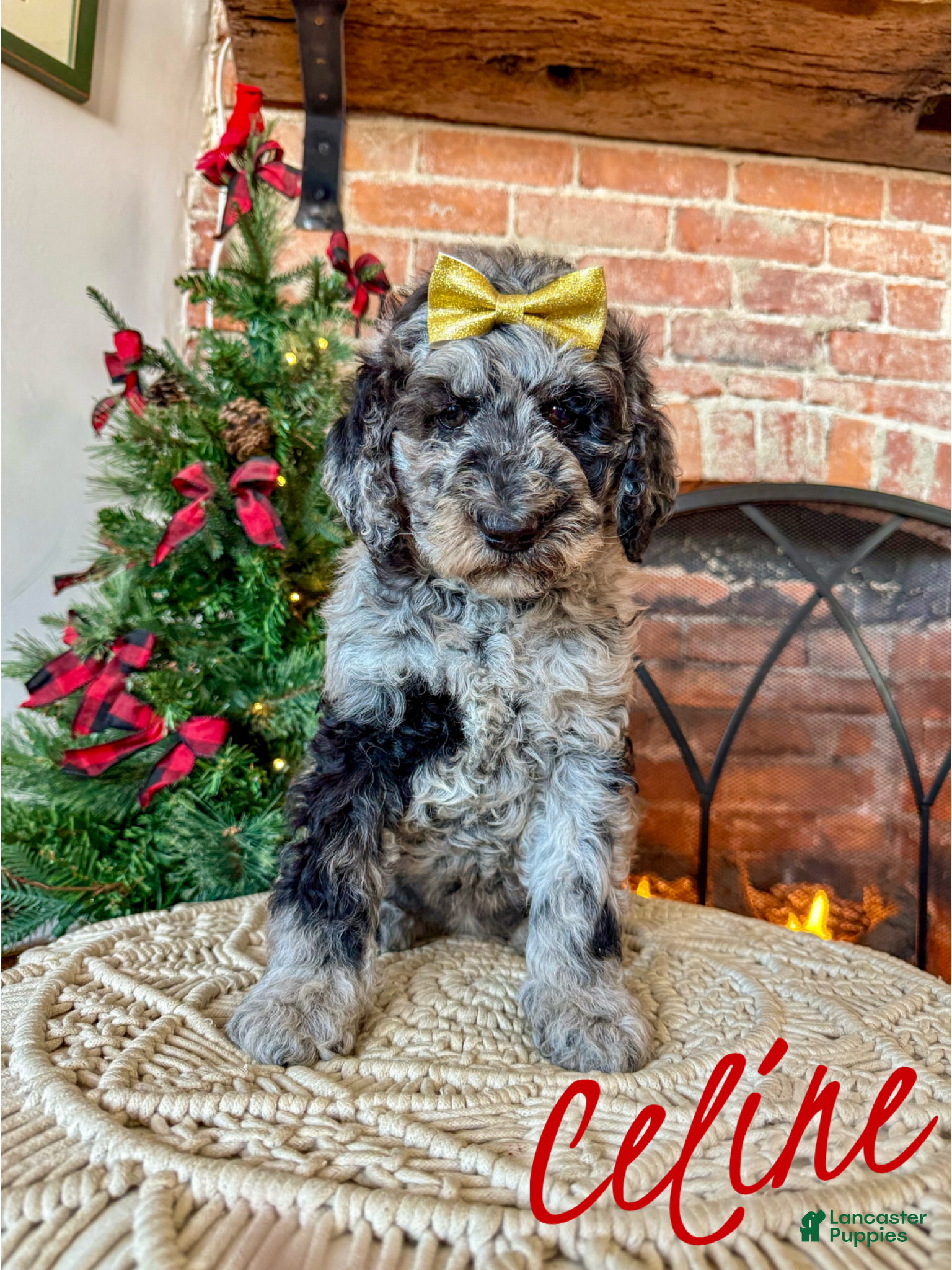 Mixed Breed dogs Celine - Ad 38