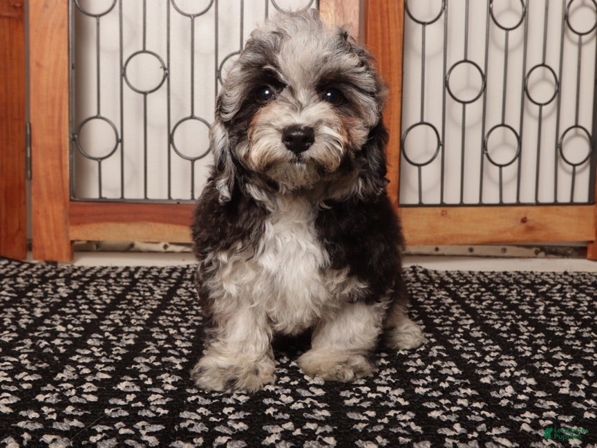 Miniature Poodle dogs Iris - Ad 2