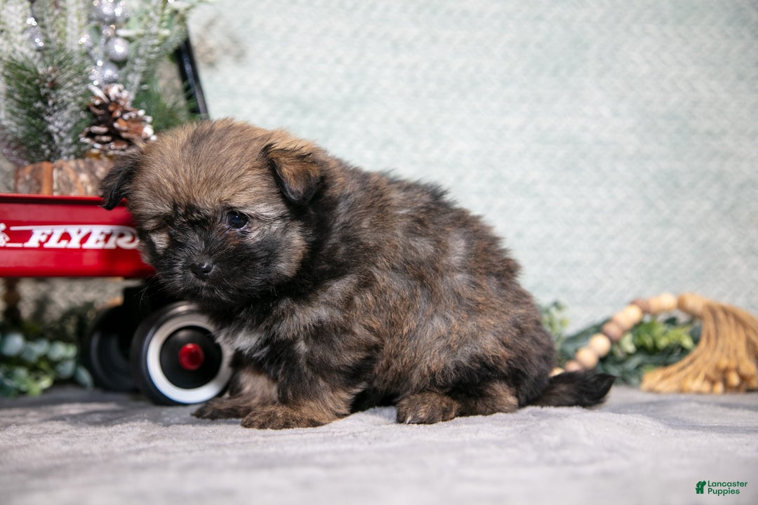 Mixed Breed dogs for sale: Gail - Ad 3