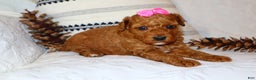 Miniature Poodle dogs for sale: Mahayla - Ad 3