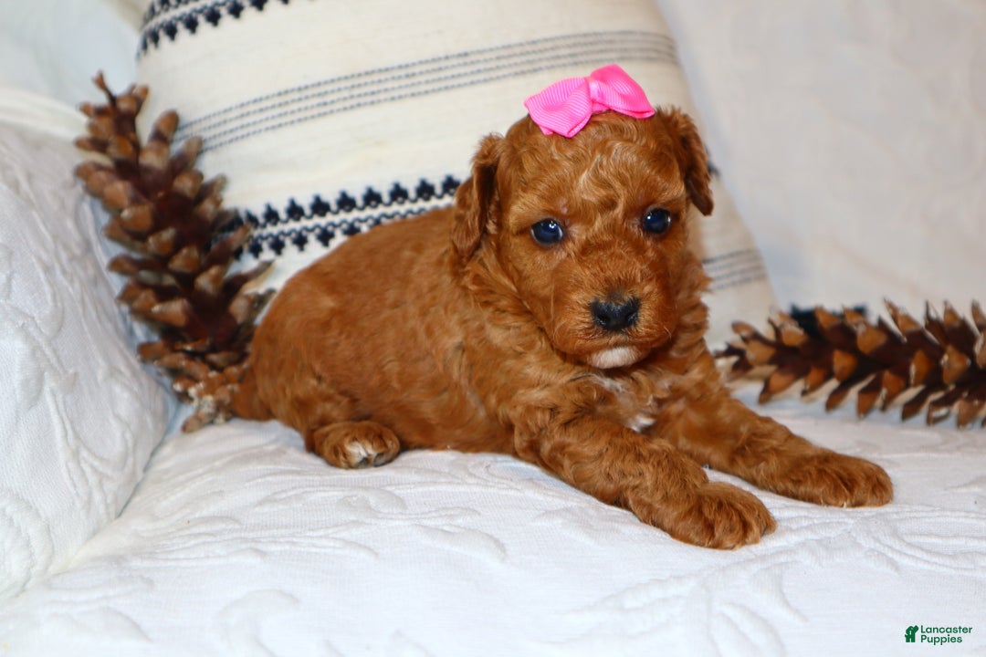 Miniature Poodle dogs for sale: Mahayla - Ad 3