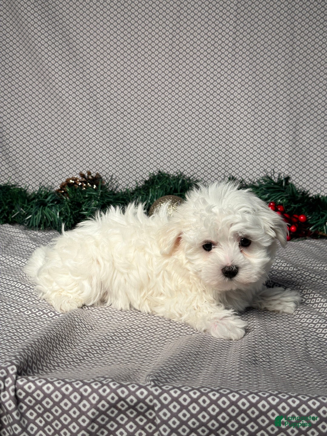 Maltese dogs for sale: James - Ad 2