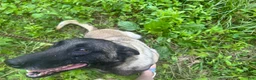 Belgian Malinois dogs for sale: Belgian Malinois 2 - Ad 21